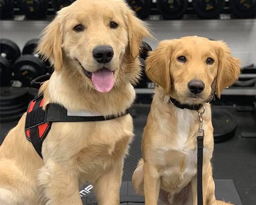 Dog Training Results